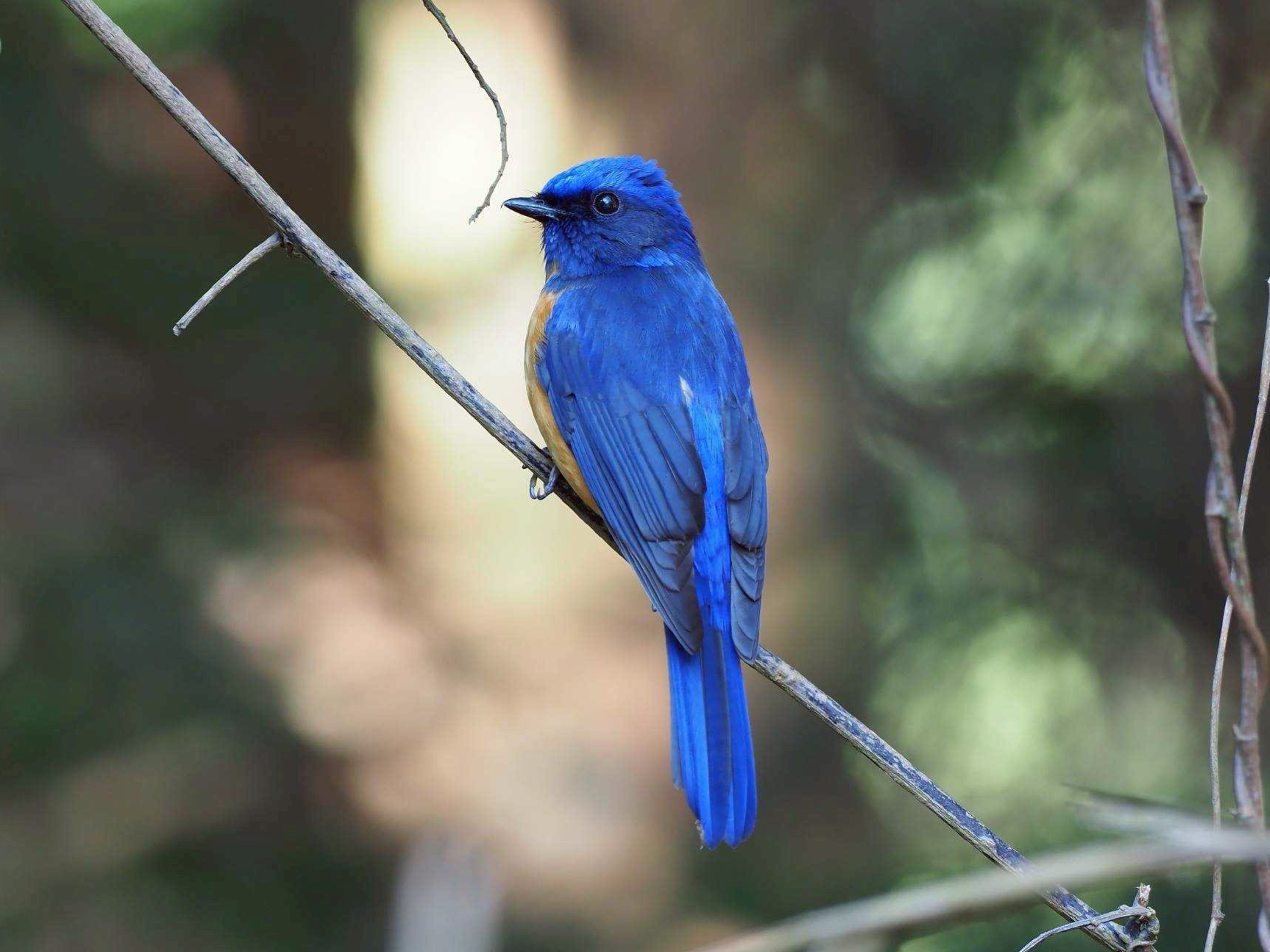 台灣山林與濕地之間，遇見島嶼的賞鳥天堂