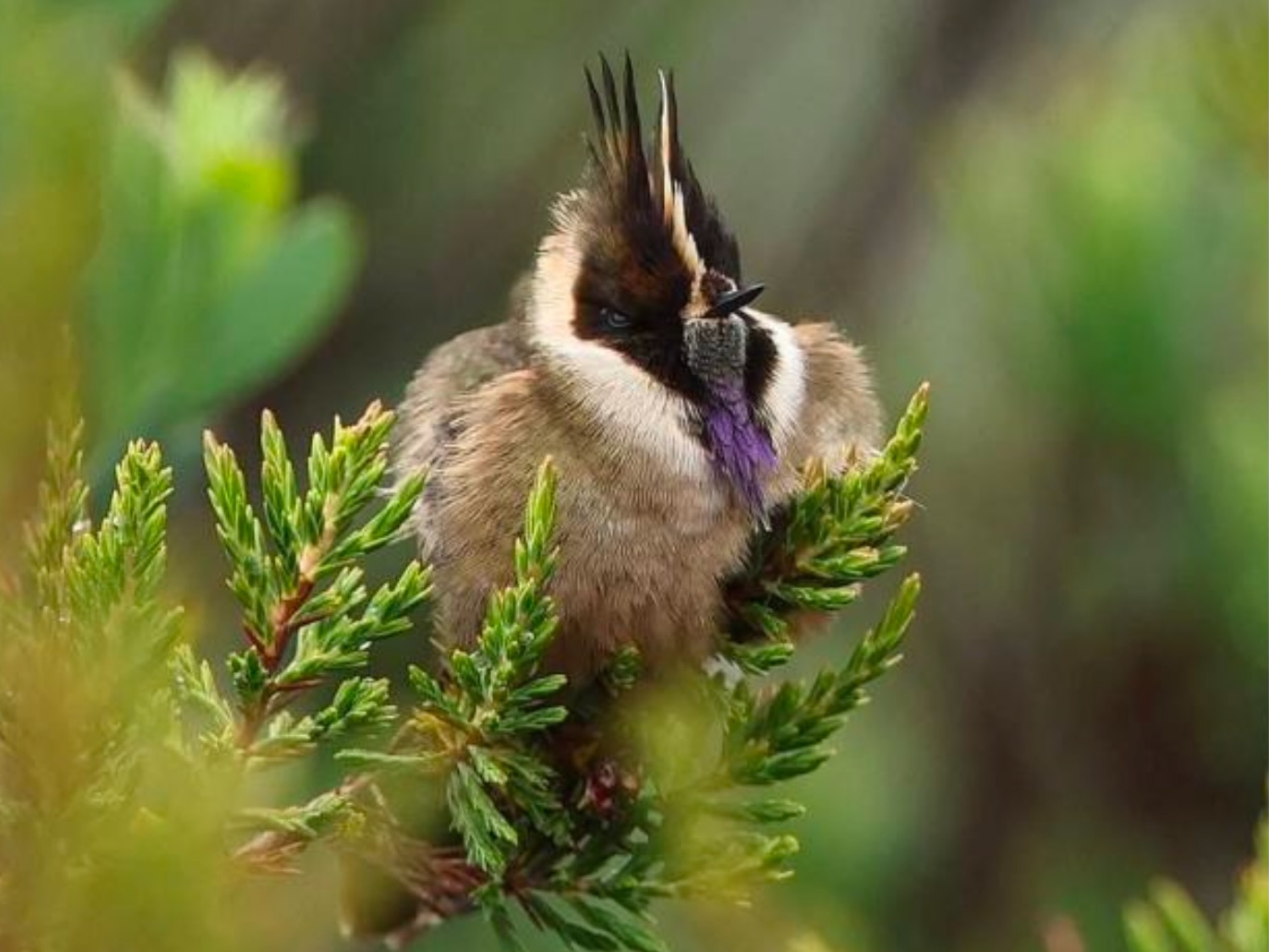 走入鳥類王國，探索色彩繽紛的奇幻國度