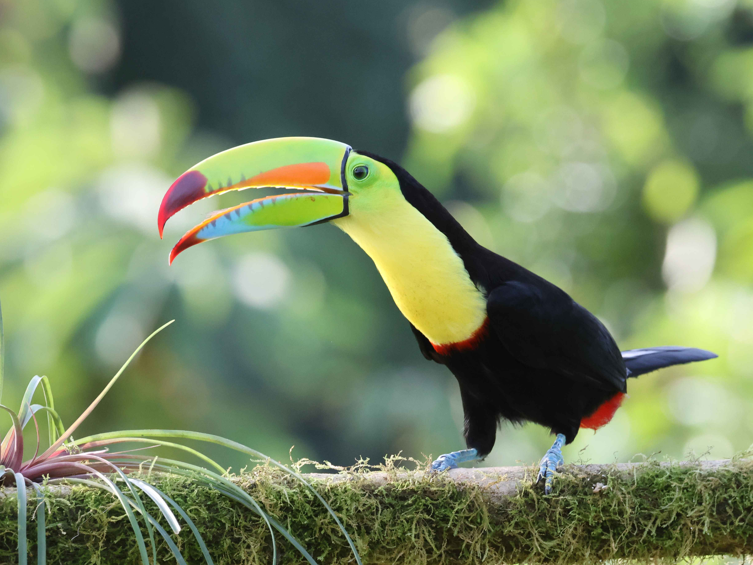 生態多樣的哥斯大黎加