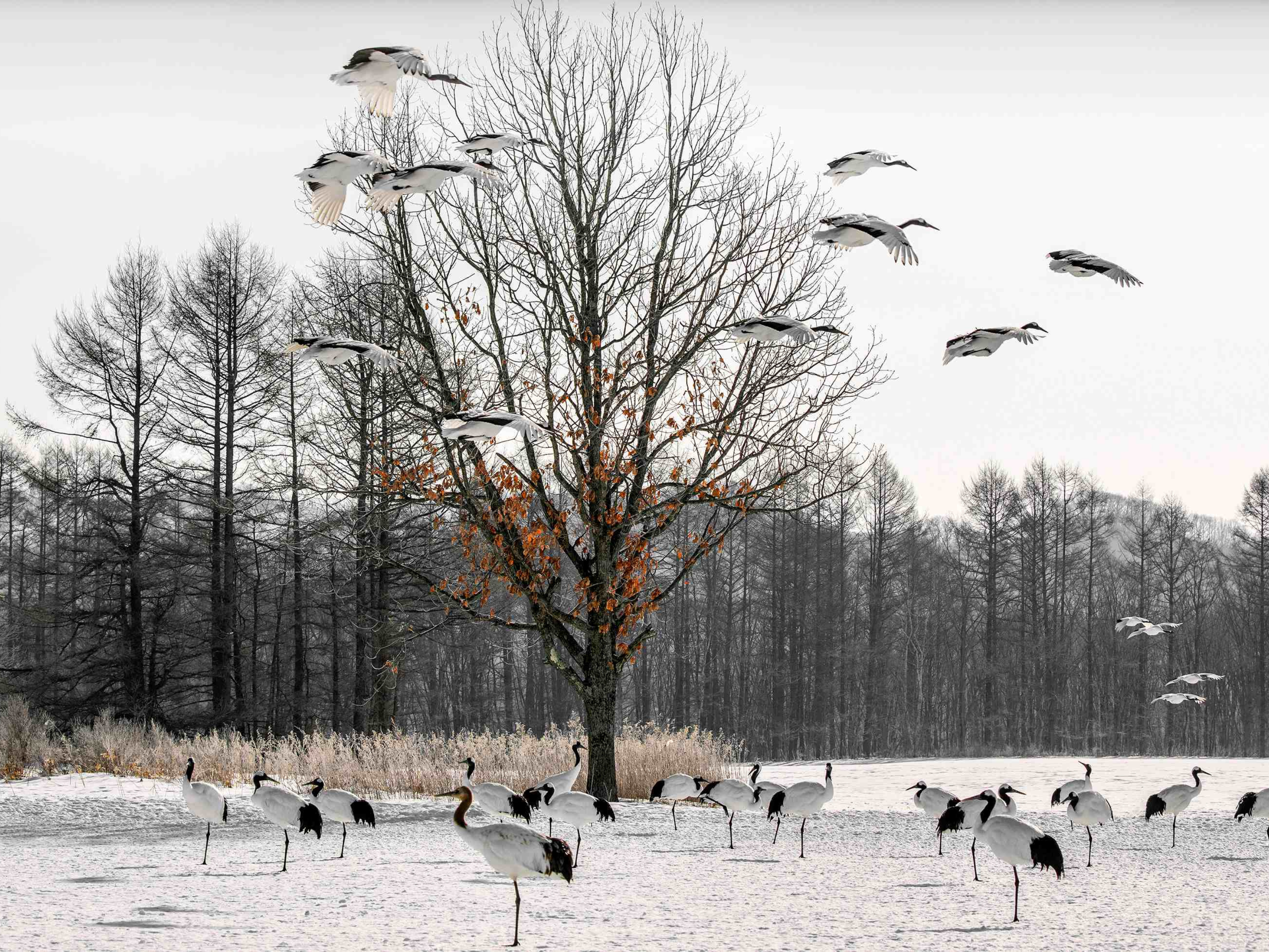 冬天的北海道美到令人驚嘆